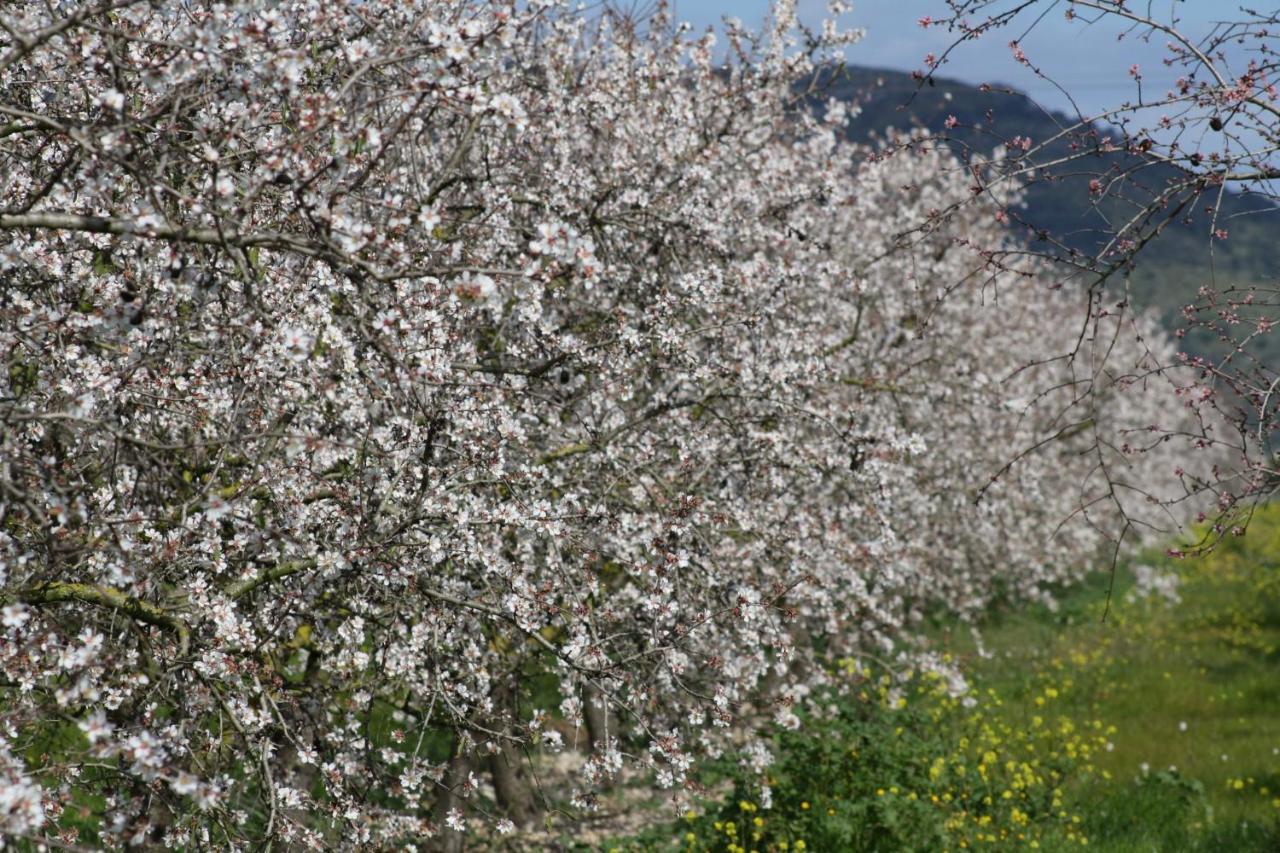 054 Finca Es Bosquerro Etv5362 By Mallorca Charme 산타 마르갈리다 외부 사진